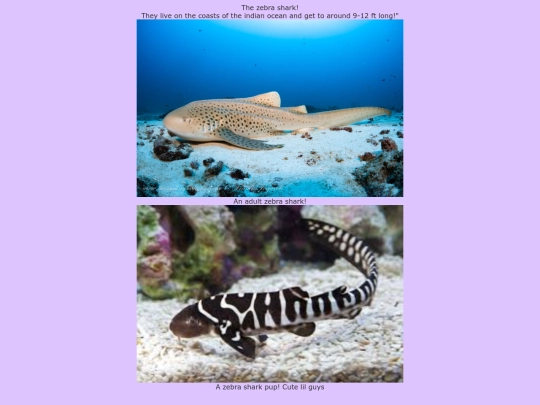 WeeklyFish screenshot