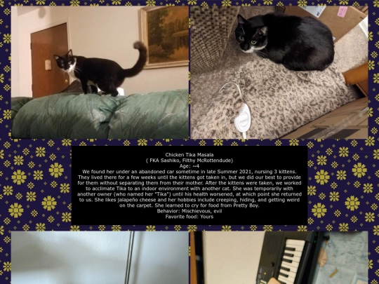 cats screenshot