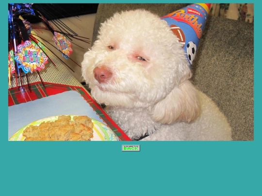 Doggy screenshot
