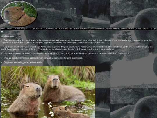 capybaranet/capybaranet screenshot