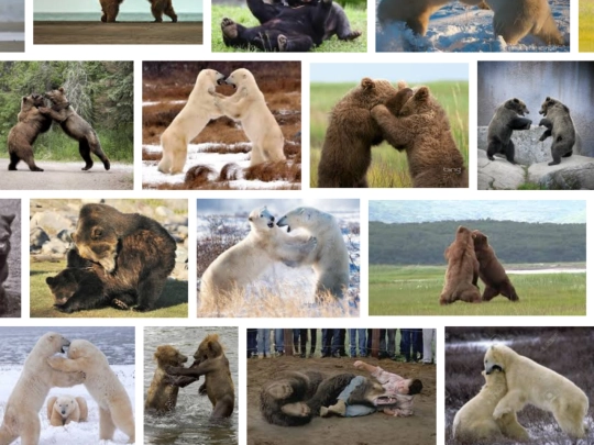 bearswrestling screenshot