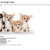 Corgi Lover avatar