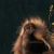 The chillest of monkeys. avatar
