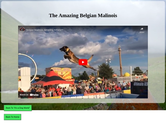 documents/Final Project Assignment/belgian_malinois screenshot