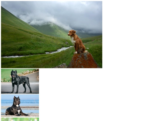 documents/final_project/cane_corso screenshot