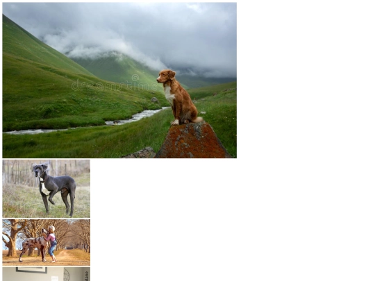 documents/final_project/great_dane screenshot