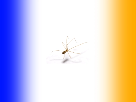 finland-spider screenshot