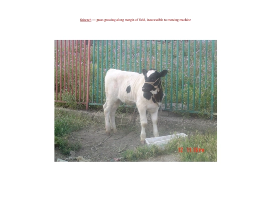 macedonia-cow screenshot