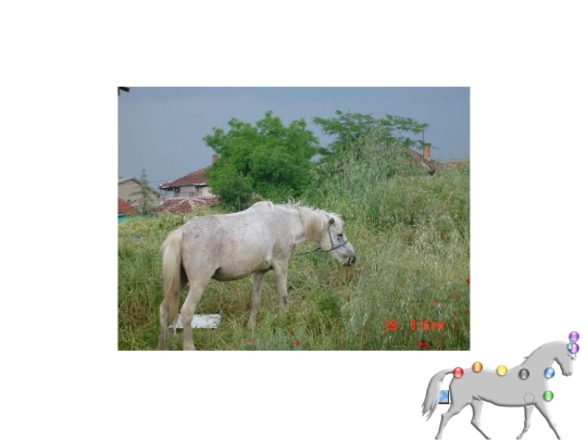 macedonia-horse screenshot