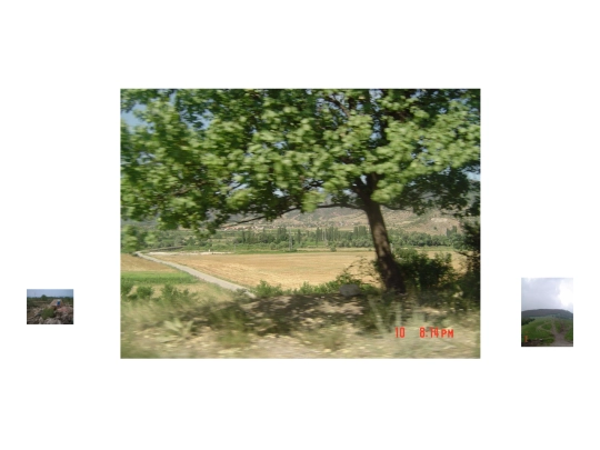 macedonia-tree screenshot