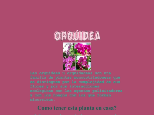 Orquidea screenshot