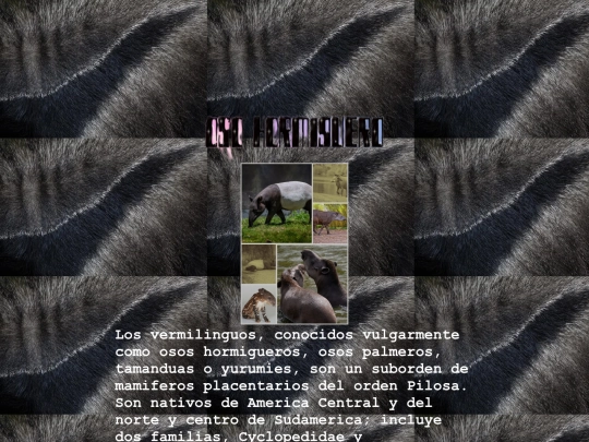 Oso hormiguero screenshot