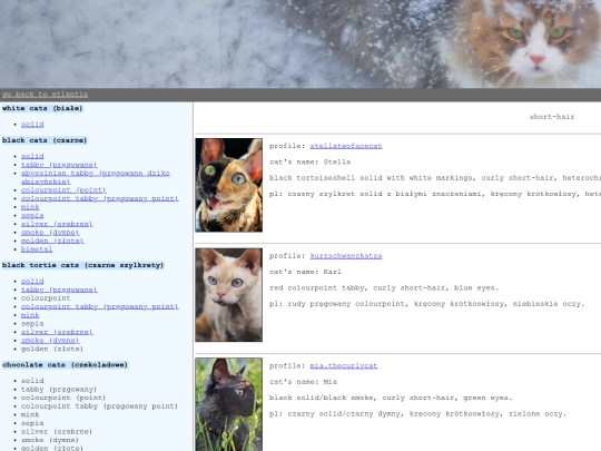 kitties/kręciołki screenshot