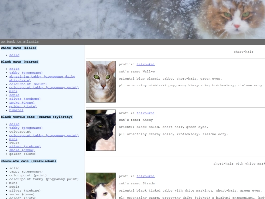 kitties/oriental screenshot