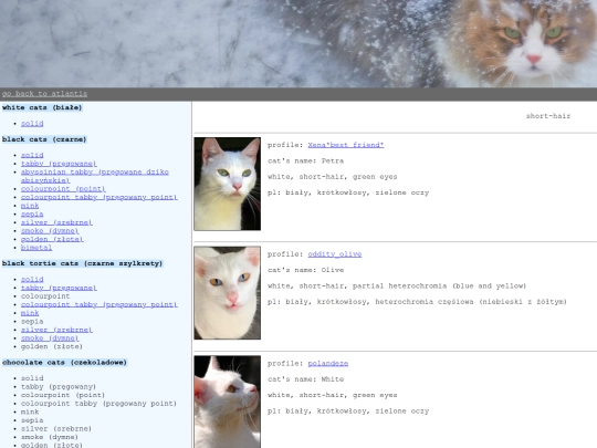 kitties/white-solid screenshot