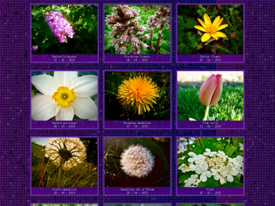 flowers screenshot