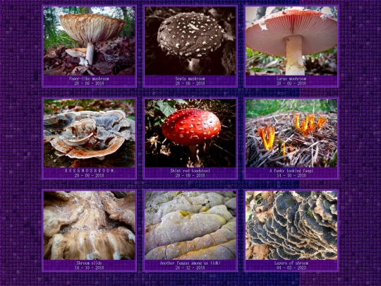 mushrooms screenshot