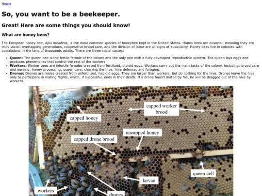 bees screenshot