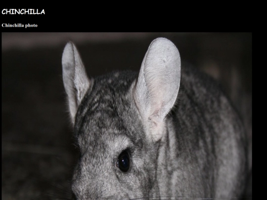 chinchilla screenshot