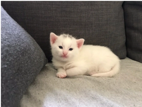 randomcat screenshot