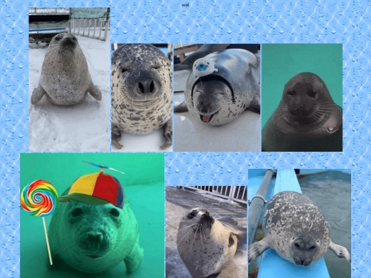 sillies/seal screenshot