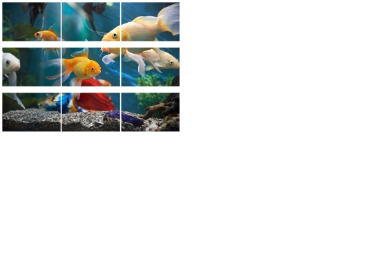 fishpuzzle screenshot
