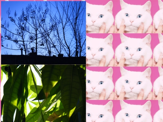 photos screenshot