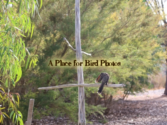 photography/bird-photos screenshot