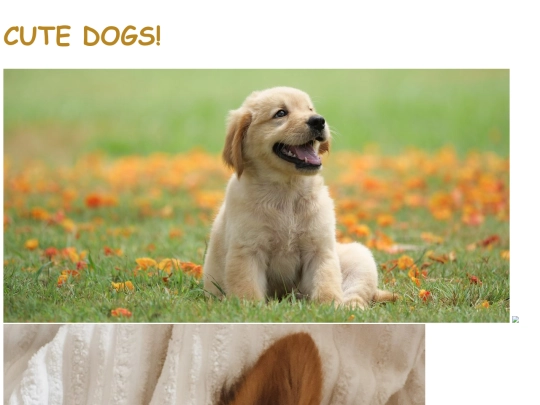 cutedogs screenshot