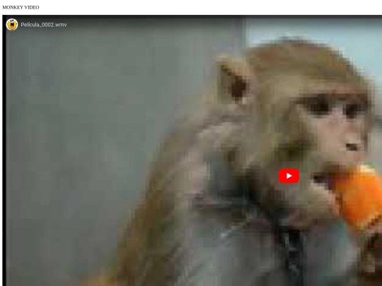 monkeyvideo screenshot