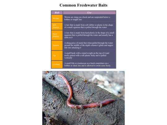 fina/Bait screenshot