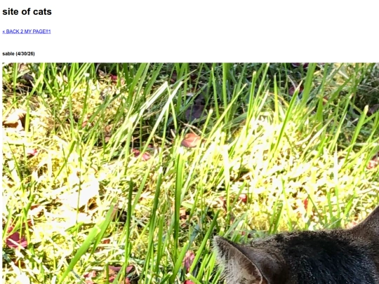 cats screenshot
