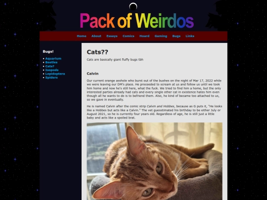 bugs/cats screenshot