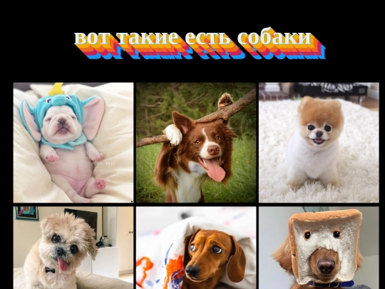 1/dogs screenshot