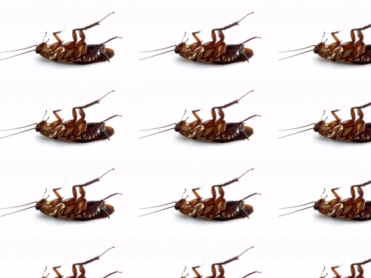 roach screenshot