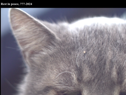 SHRINES/CatShrine screenshot