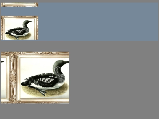 royalbird screenshot
