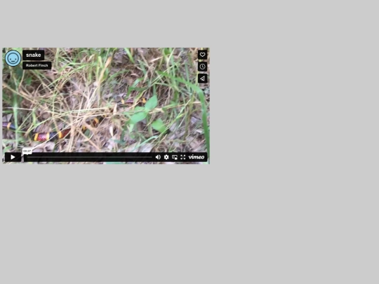Test/snake screenshot