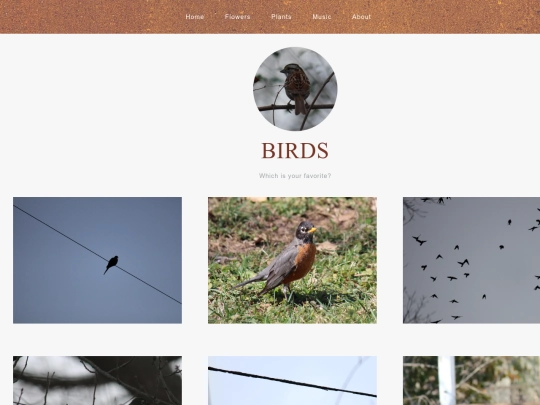 birds screenshot