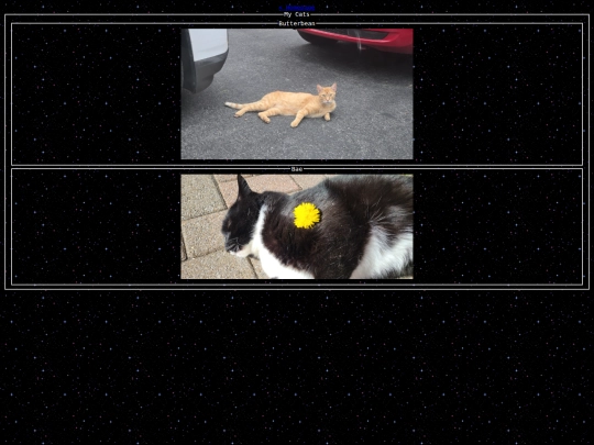 my_cats screenshot