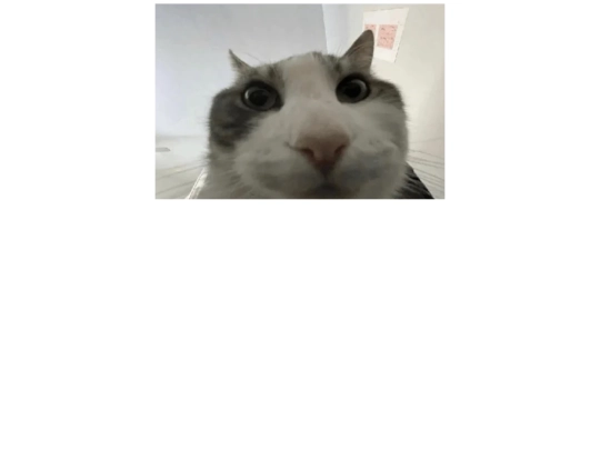 cat screenshot