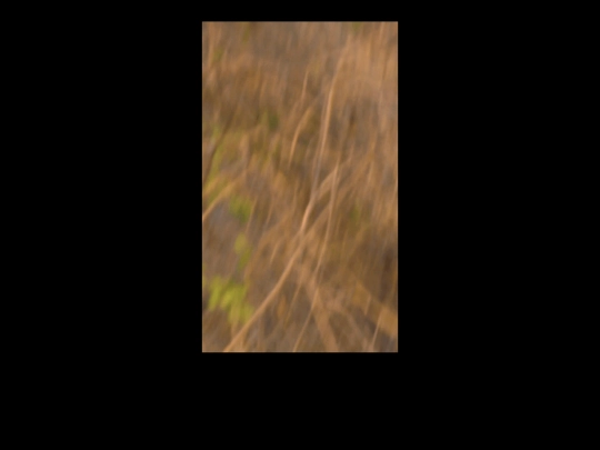lily3 screenshot