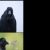 corvusorthem avatar