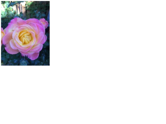 articles/flower screenshot