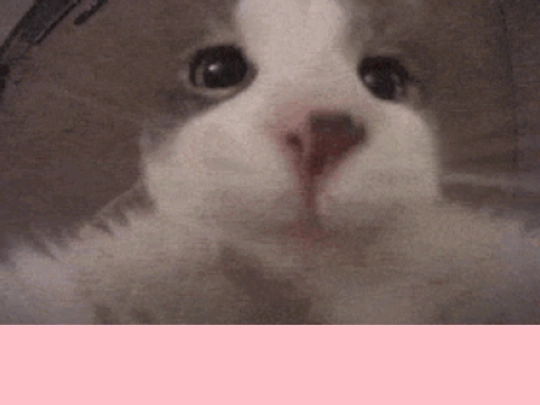 cat screenshot