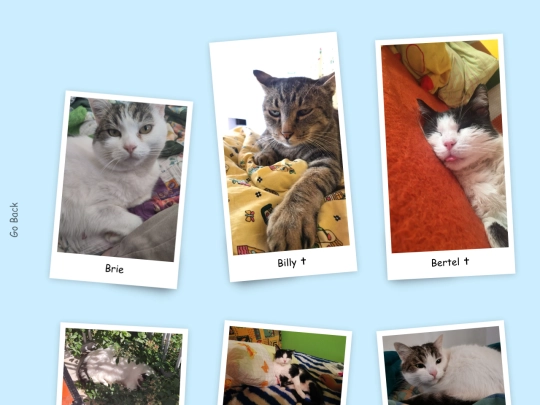Cat_cafe screenshot