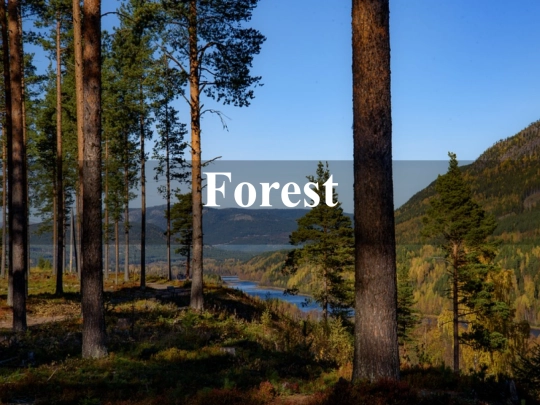 grid_forest screenshot