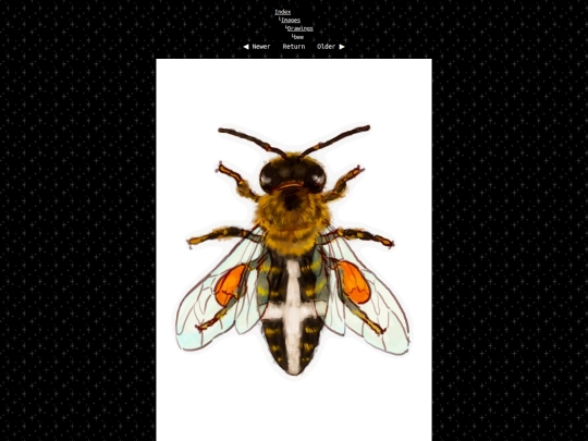 images/bee screenshot