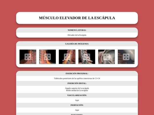 locomotor/musculos/elevadordelaescapula screenshot