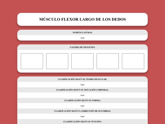 locomotor/musculos/flexorlargodelosdedos screenshot